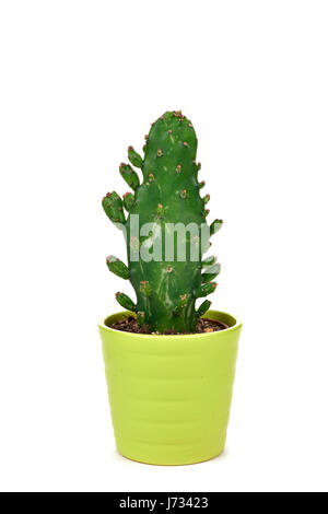 ein Opuntia Kaktus in eine grüne Keramik Blumentopf auf weißem Hintergrund Stockfoto