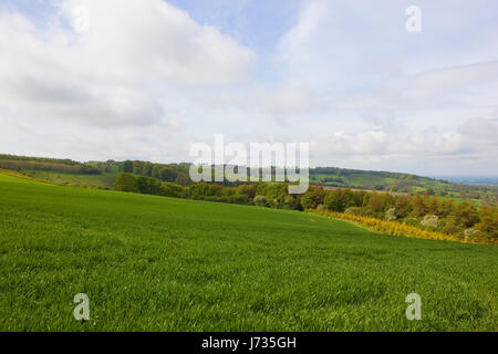 hügeligen landwirtschaftlichen Landschaft mit Weizen-Felder in der Yorkshire Wolds bei blau bewölktem Himmel im Frühling Stockfoto