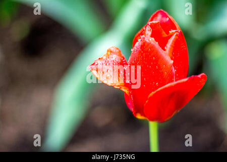 Süße rote heiße Tulpe blüht im Frühjahr - direkt nach dem Regen Stockfoto