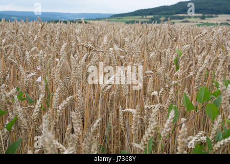 Weizenfeld in Bayern, Deutschland - goldene Zeit Stockfoto