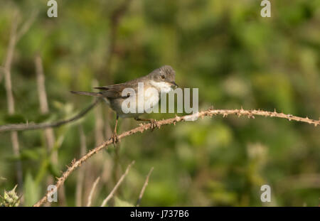 Whitethroat Sylvia Communis nimmt Nahrung zu jung. UK Stockfoto