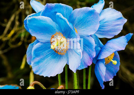 Große Blüten von Meconopsis Himalayan blue Poppy Nahaufnahme. Stockfoto