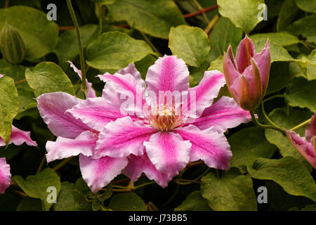 Clematis 'Dr. Ruppel' Kletterpflanze Stockfoto