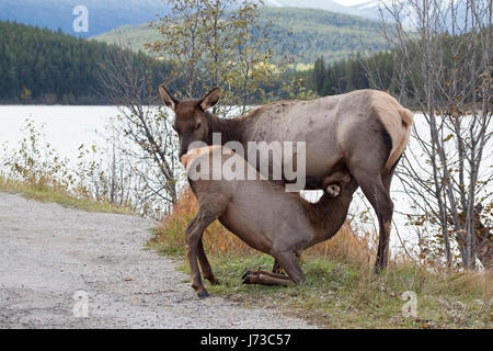 Wapitis (Cervus canadensis) pflegte ihr großes Kalb am Straßenrand im Jasper National Park, Alberta, Kanada Stockfoto