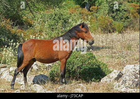 Pferd Wildpferd Sardinien Makro Nahaufnahme Makro Aufnahme hautnah View Pferd Stockfoto