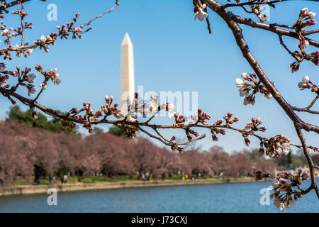 Washington Anfang März - schönes Wetter, blühende Magnolie, Blick auf die Stadt. Das Washington Monument ist sichtbar Stockfoto