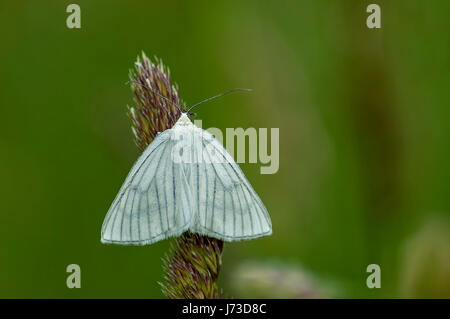 Der Schädling amerikanischer weißer Schmetterling oder Hyphantria Cunea im hohen Gras, Plana Berg, Bulgarien Stockfoto