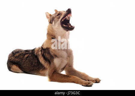 Wolf Gefahr Raum Tierzähnen bewachen Lüge Lügen Lügen Lippen Hund Studio Nase eines Stockfoto