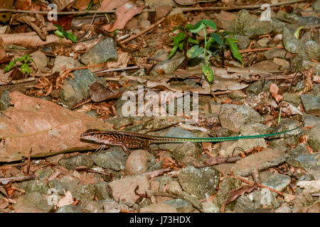 Eine Juvenile zentralamerikanischen Ameiva sonnen sich vor Ort in Costa Rica Stockfoto