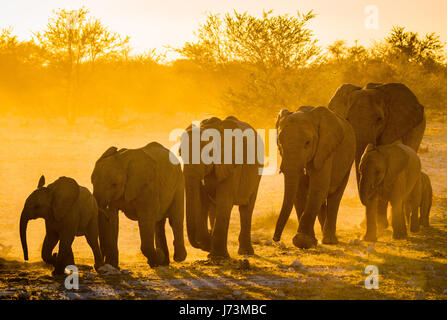 Afrikanische Elefanten im Etosha National Park.   Afrikanische Elefanten sind Elefanten der Gattung Loxodonta. Die Gattung besteht aus zwei erhaltenen Arten: die Afr Stockfoto