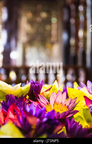 Nahaufnahme eines Bettes aus Lotusblumen, das auf der zweiten Etage des Tempels des Heiligen Zahns gelegt wurde. Stockfoto