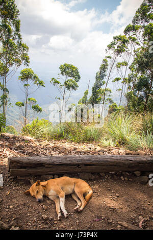 Ein Hund schläft im Schatten an der Spitze des Berges als Ella Rock bekannt, vor den Toren Ella in Sri Lanka. Stockfoto