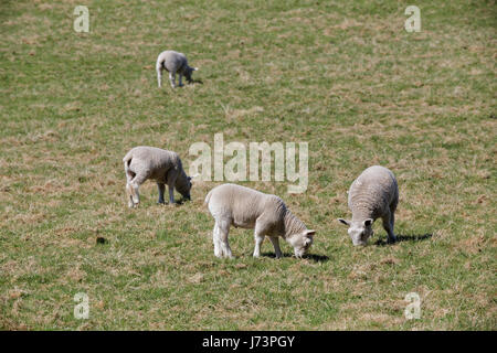 Chatelherault Country Park Schafe in einem Feld Lämmer Ewe Stockfoto