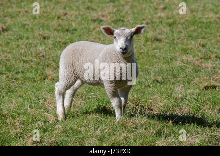 Chatelherault Country Park Schafe in einem Feld Lämmer Ewe Stockfoto