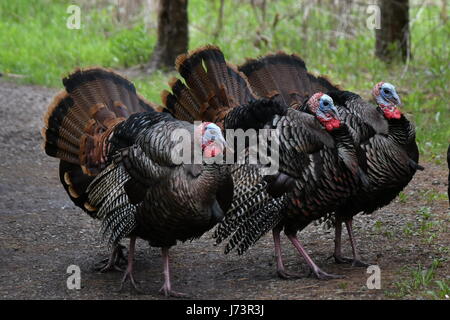 Trio von männlichen Puten auf einem Pfad in Süd-Ontario Stockfoto