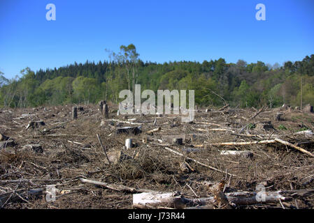 Chatelherault Country Park Abholzung der Wälder Abholzen des Waldes Stockfoto