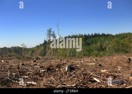 Chatelherault Country Park Abholzung der Wälder Abholzen des Waldes Stockfoto