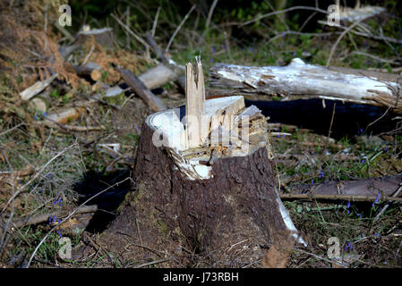 Chatelherault Country Park Abholzung der Wälder Abholzen von Wald Baum die Finger Zeichen Stockfoto