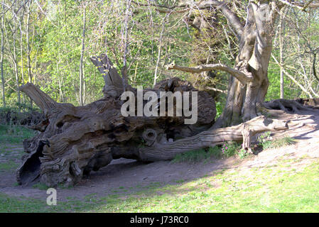 Chatelherault Country Park Cadzow Eichen, Hamilton High Parks, Hamilton, South Lanarkshire Stockfoto