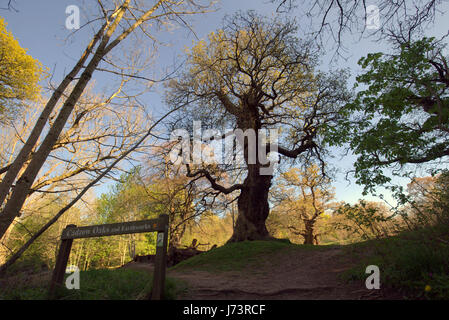 Chatelherault Country Park uralten Eichen ents Stockfoto