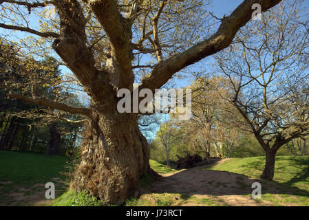 Chatelherault Country Park Cadzow Eichen, Hamilton High Parks, Hamilton, South Lanarkshire Stockfoto