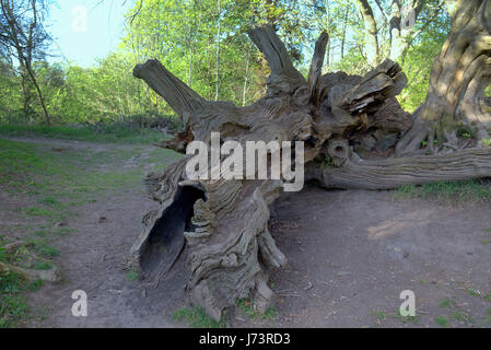 Chatelherault Country Park Cadzow Eichen, Hamilton High Parks, Hamilton, South Lanarkshire Stockfoto