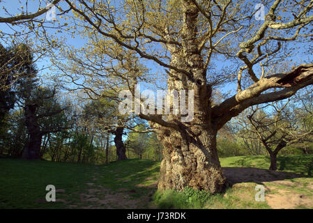 Chatelherault Country Park Cadzow Eichen, Hamilton High Parks, Hamilton, South Lanarkshire Stockfoto