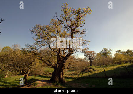 Chatelherault Country Park Cadzow Eichen, Hamilton High Parks, Hamilton, South Lanarkshire Stockfoto