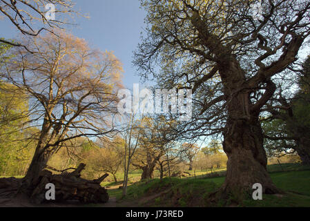 Chatelherault Country Park Cadzow Eichen, Hamilton High Parks, Hamilton, South Lanarkshire Stockfoto