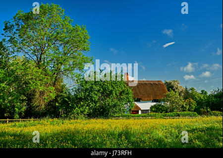 Weiße ummauerten Reetdachhaus und ein Feld von Butterblumen in Shottery, Stratford-upon-Avon Stockfoto