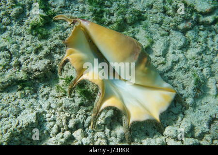 Eine Riesenspinne Muschel Lambis Truncata, untere Teil, marine Gastropode Weichtier Unterwasser, lebendig, Probe, Pazifik, Französisch-Polynesien Stockfoto