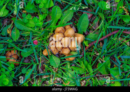 Pilze im Rasen kleine Natur Pilz auf grüner Wiese Stockfoto