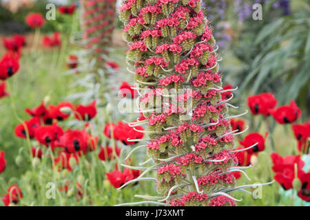 Echium Wildpretii. Tower Of Jewels / rot Bugloss Blumen Stockfoto