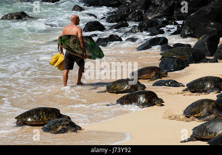 Eine Surfer geht vorbei an einer Gruppe von ruhenden Hawaiianische Grüne Meeresschildkröten am Hookipa Beach Park, Paia, Maui, Hawaii. Stockfoto