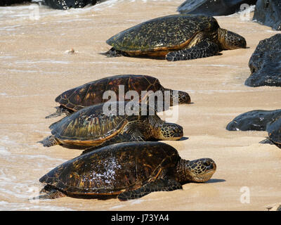 Grüne Meeresschildkröten (Chelonia Mydas) Ruhe am Strand in Ho'okipa Beach Park, Paia, Maui, Hawaii. Stockfoto