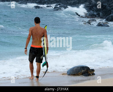 Eine Surfer geht vorbei an einem Hawaiian grünen Meeresschildkröte an Land kommen am Hookipa Beach Park, Paia, Maui, Hawaii. Stockfoto