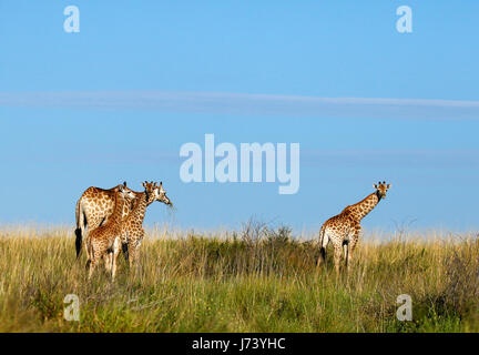 Majestätische Giraffen versammelten sich auf den offenen Ebenen der Kalahari-Wüste während der regnerischen Jahreszeit Stockfoto