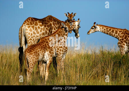 Majestätische Giraffen versammelten sich auf den offenen Ebenen der Kalahari-Wüste während der regnerischen Jahreszeit Stockfoto