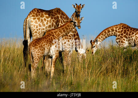 Majestätische Giraffen versammelten sich auf den offenen Ebenen der Kalahari-Wüste während der regnerischen Jahreszeit Stockfoto