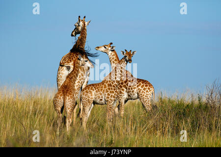 Majestätische Giraffen versammelten sich auf den offenen Ebenen der Kalahari-Wüste während der regnerischen Jahreszeit Stockfoto