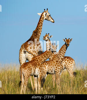 Majestätische Giraffen versammelten sich auf den offenen Ebenen der Kalahari-Wüste während der regnerischen Jahreszeit Stockfoto