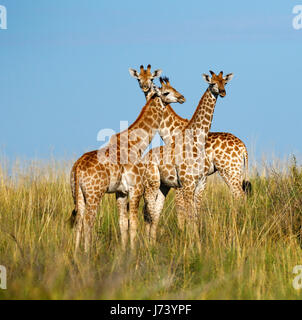 Majestätische Giraffen versammelten sich auf den offenen Ebenen der Kalahari-Wüste während der regnerischen Jahreszeit Stockfoto