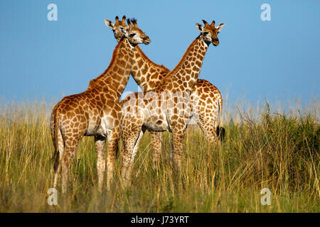 Majestätische Giraffen versammelten sich auf den offenen Ebenen der Kalahari-Wüste während der regnerischen Jahreszeit Stockfoto