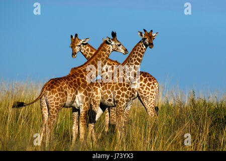 Majestätische Giraffen versammelten sich auf den offenen Ebenen der Kalahari-Wüste während der regnerischen Jahreszeit Stockfoto