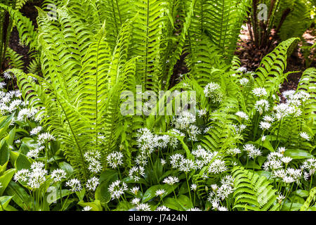 Matteuccia struthiopteris Straußenfarn, Shuttlecock Farn Mix Allium ursinum WildholzKnoblauch Bärenlauchpflanzen für die schattigen Teile der Gartenwedel Stockfoto