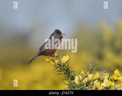 Dartford Warbler - Sylvia undata Stockfoto