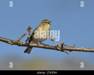 Zilpzalp - Phylloscopus collybita Stockfoto