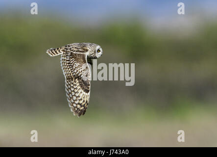 Sumpfohreule - Asio flammeus Stockfoto