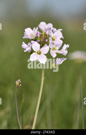 Cuckooflower - Cardamine pratensis Stockfoto