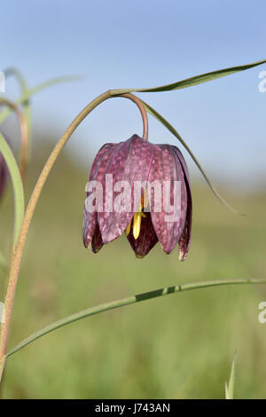 Schlange-Kopf Fritillary - Fritillaria meleagris Stockfoto